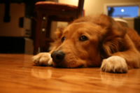 Pet urine can cause permanent damage to your floors and fabrics. Gerlach Cleaning Systems has carpet specialist certified to assist with urine damage. Pet urine can cause permanent damage to your floors and fabrics. Gerlach Cleaning Systems has carpet specialist certified to assist with urine damage.